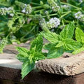 Organic Castor Oil